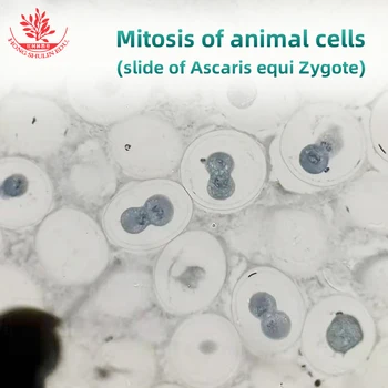Mikroskopu Slaidi Mitozes Dzīvnieku Šūnas Dažādos Posmos Mēslošana Statusu Ascaris Equi Zygote Sagatavoti Slaidi