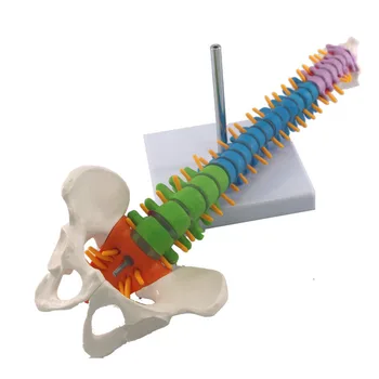 45CM Krāsas Muguras Mugurkaula Modelis no Cilvēka Ķermeņa, Noņemams Skelets Modelis ar Kāju Kaulus, Ortopēdisko Medicīnas Skelets