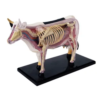 4D Redzējumu Govs Orgānu Anatomija Modeli Dzīvnieku Puzzle Rotaļlietas Bērniem, gan Medicīnas Studentiem Veterināro Mācību Modelis
