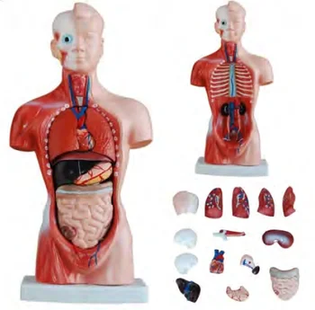 26CM Cilvēku Ķermeņa Modeļa Papildu Cilvēka Anatomija Medicīnas Prasmes Apmācību Simulators Izglītības Atbalsta Iekārtām, Mācību līdzekļiem,