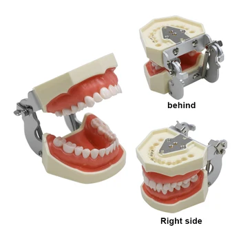Zobu Pieaugušo Zobu Modelis Pedagoģiskās Prakses Modelis Demonstrācijas Līdzekli Zobārstniecības Instrumentu