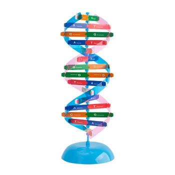 DNS Molekulas Modeli, Dubultā Spirāle Struktūra Modeļa Sastāvdaļa Hromosomu Struktūras Modelis CGAT Bāzes Pāriem